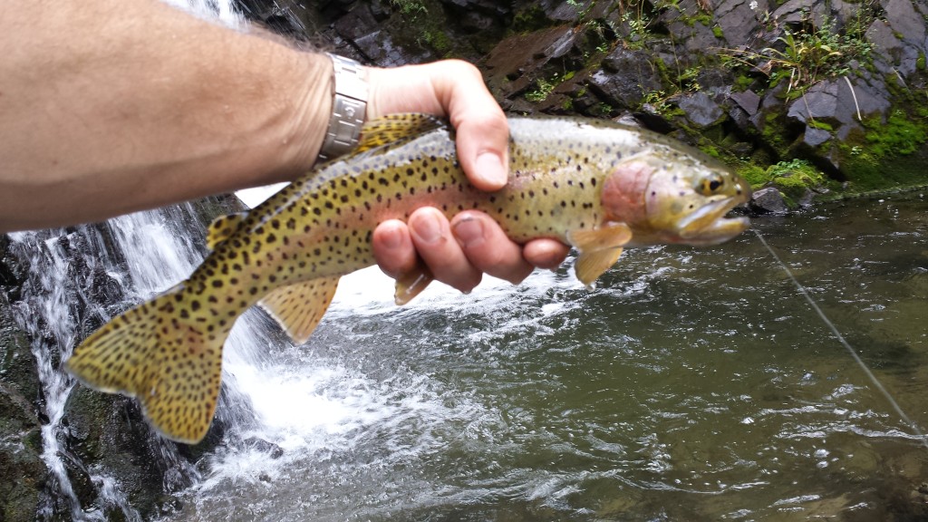 Cut on the East Fork