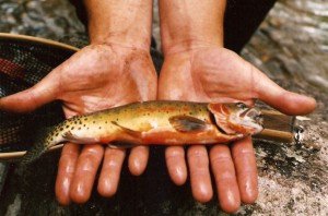 Fly fishing in pagosa springs